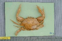 藏品(漢氏梭子蟹)的圖片